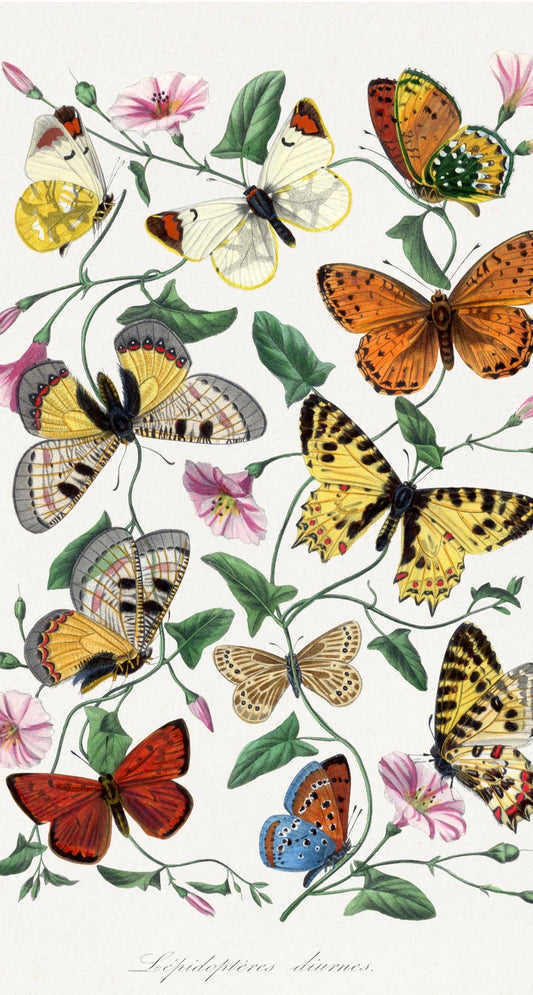 Butterfly Moth Painting Guest Towel