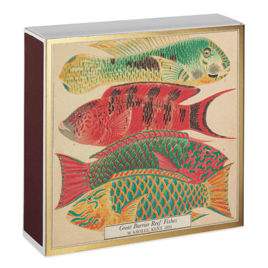 Natural History Museum Fish | Square Safety Matches