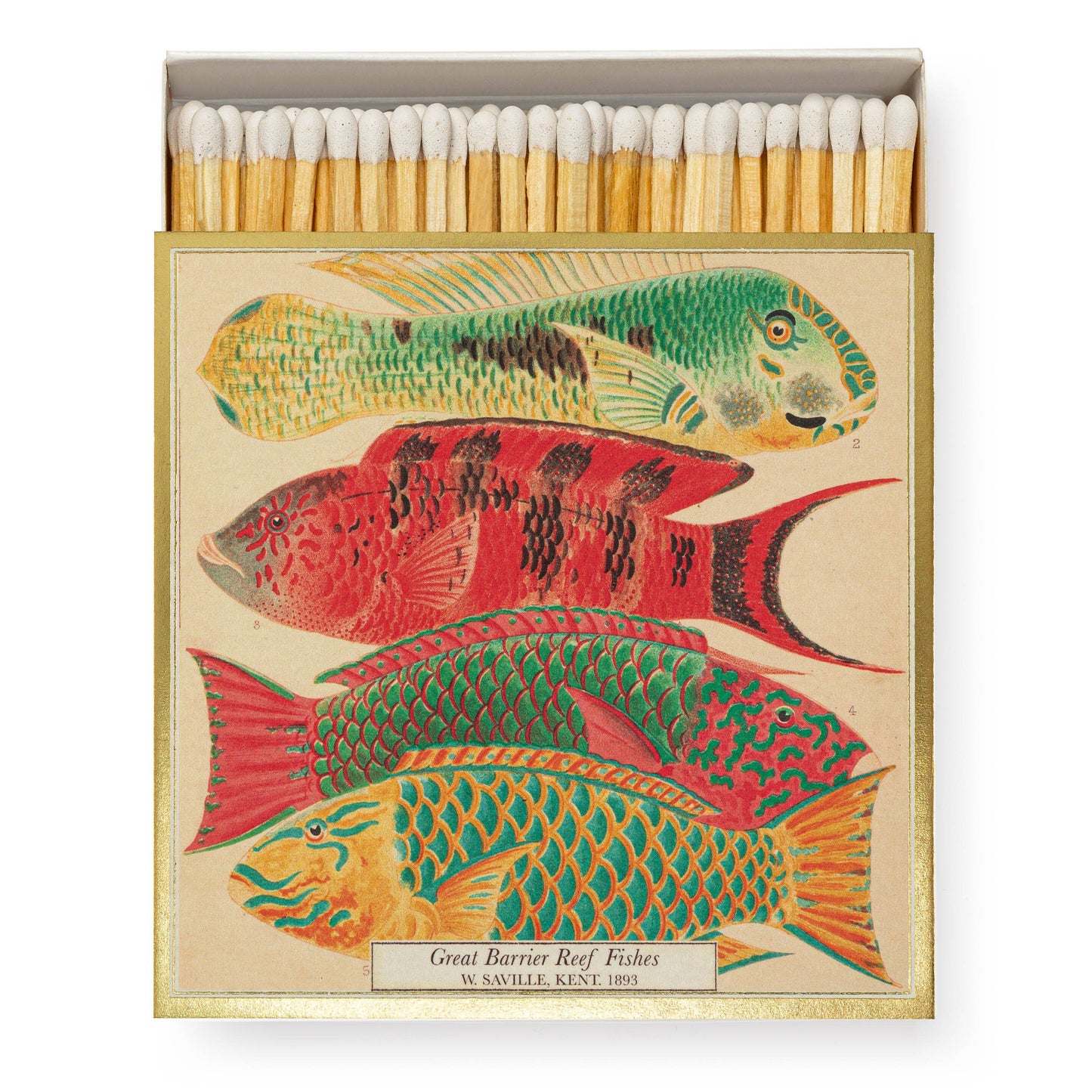 Natural History Museum Fish | Square Safety Matches
