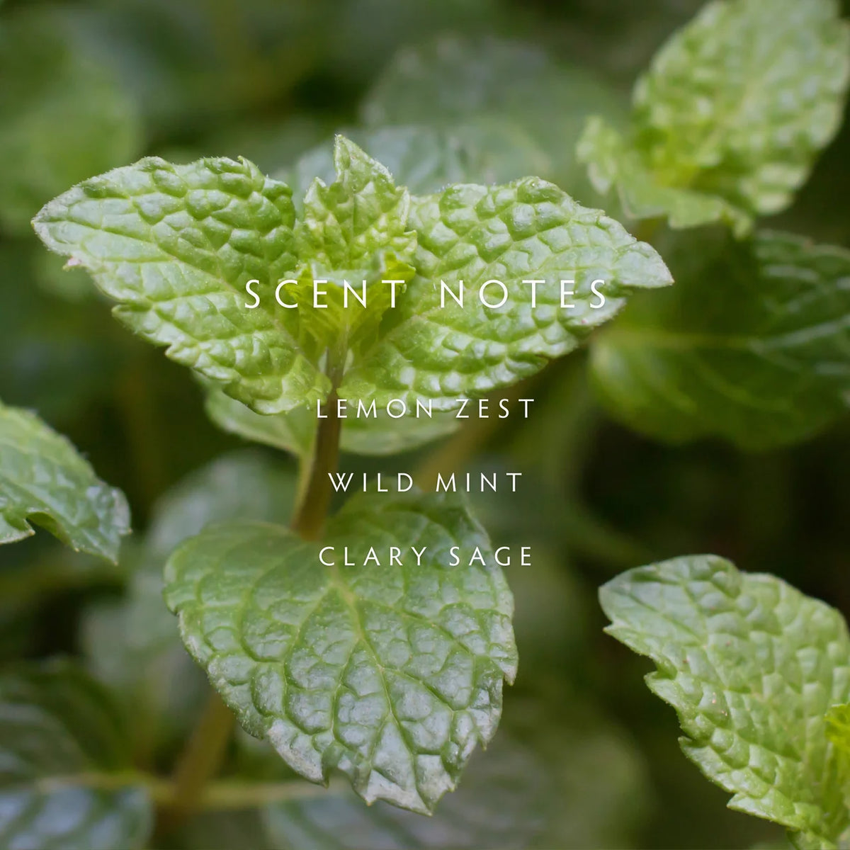 Linnea Crushed Mint Hand Wash
